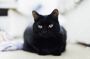 занимательное о кошках